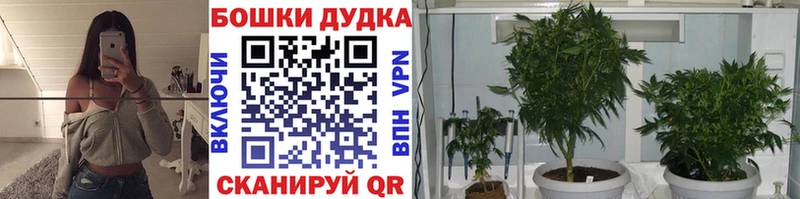Купить где  Солигалич  Конопля сатива 